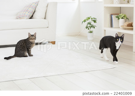 看著兩隻貓 22401009