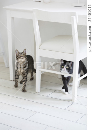 Two cats watching over 22401013