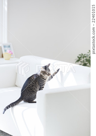 Cat on the sofa 22401015
