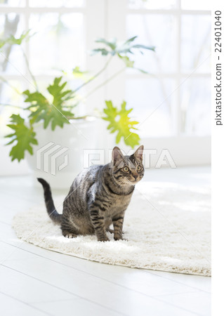 Cat sitting on the carpet 22401040