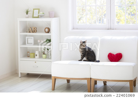 沙發和貓在窗口邊 22401069