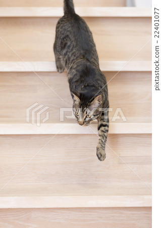 Cat getting off the stairs 22401077