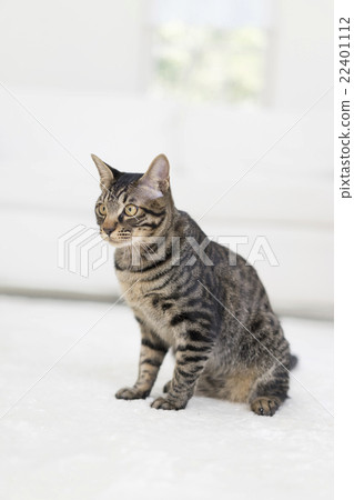 一隻貓坐在裡面 22401112