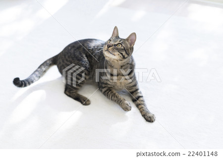 看著一隻貓 22401148