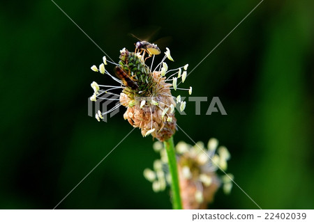 你好，昆蟲2 22402039