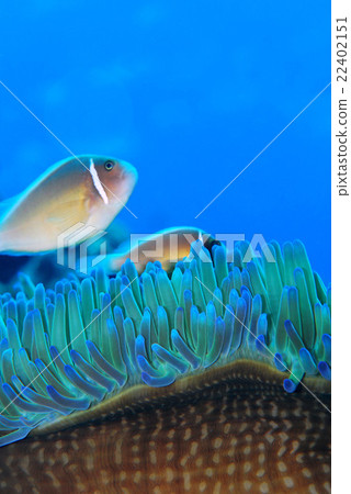 Hanabira Anemone fish 22402151