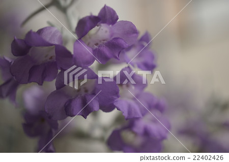 Purple flower 22402426