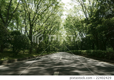 綠色隧道 綠色隧道 22402429