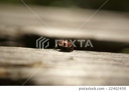 心瓢蟲 心瓢蟲 22402430