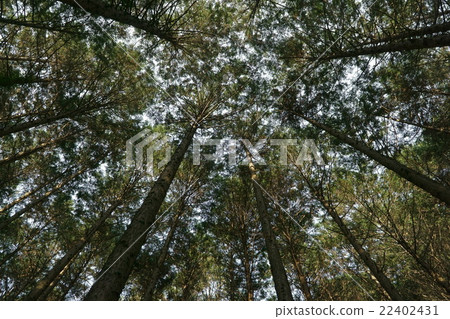 在森林裡 在森林裡 22402431