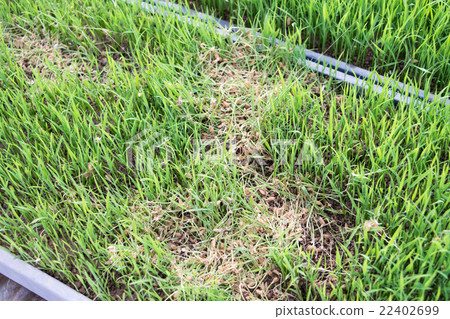 Rice seedlings ravaged by rats 22402699