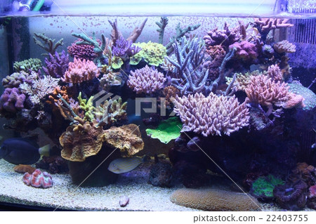 珊瑚水族館 珊瑚水族館 22403755