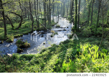 Morning mist dances Fresh green lining Bandai Nagase River Morning mist dances Fresh green lining Bandai Nagase River 22403925