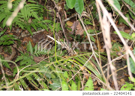 Snake of fluorescent color 22404141
