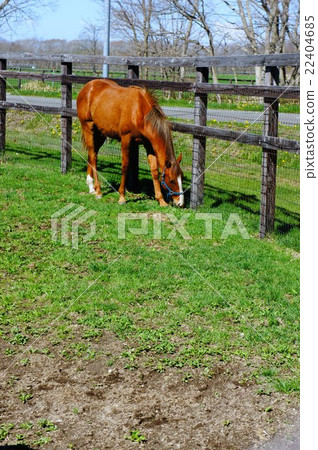 Horses in Hokkaido 22404685