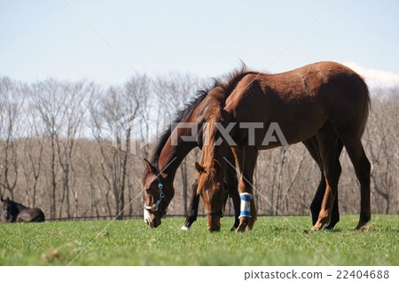 Horses in Hokkaido 22404688