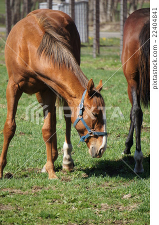 Horses in Hokkaido 22404841