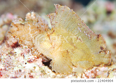 Hadaka Haokoze 22404904