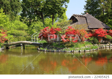 京都Umehimi神社初夏 22405425