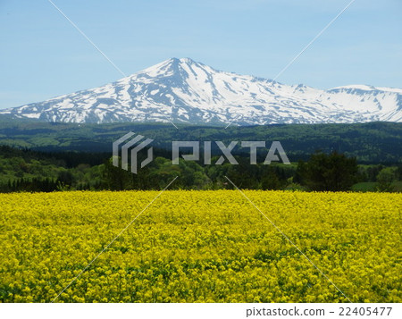 Chokai and rape field Chokai and rape field 22405477
