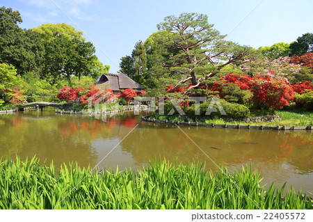 京都Umehimi神社初夏 22405572