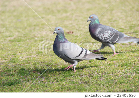  pigeon 22405656
