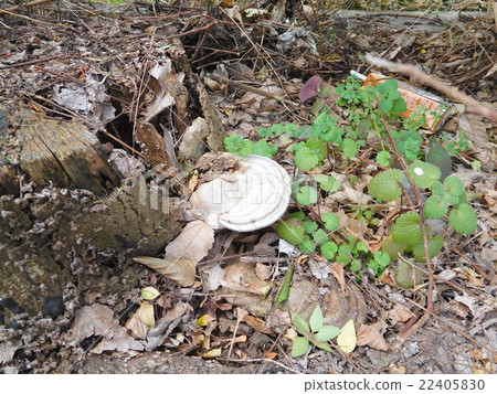 Omino Kofikake Omino Kofikake 22405830