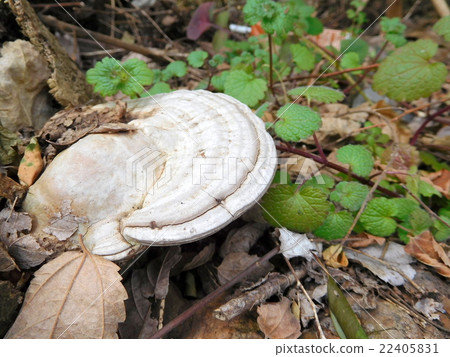 Omino Kofikake 22405831