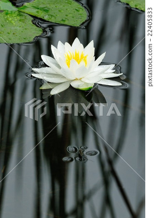 睡蓮 22405833