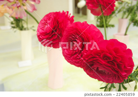 Ranunculus 22405859