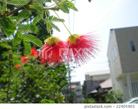 Nemnoki flower 22405903