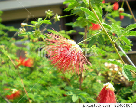 Nemnoki花 22405904