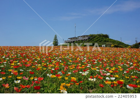 Poppy full bloom "Awagi Hanasakiji" 22405953
