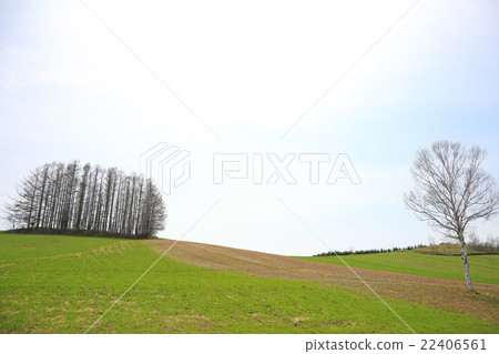北海道美瑛町的樹 北海道美瑛町的樹 22406561