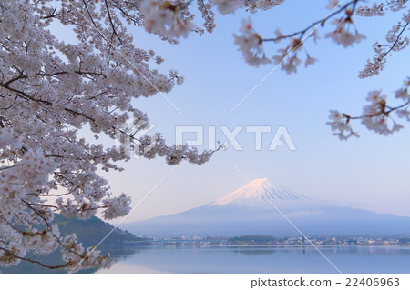 Mt. Fuji and cherry blossoms in full bloom Mt. Fuji and cherry blossoms in full bloom 22406963