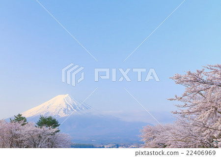 Mt. Fuji and cherry blossoms in full bloom 22406969