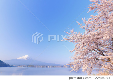 Mt. Fuji and cherry blossoms in full bloom 22406974