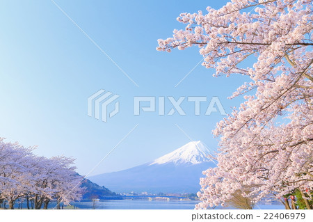 Mt. Fuji and cherry blossoms in full bloom 22406979
