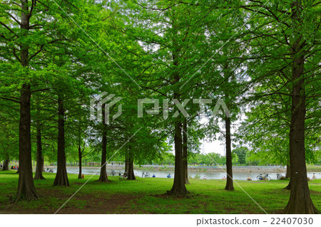 Young leaves and fresh green of Lakushou at Sinsden Park Young leaves and fresh green of Lakushou at Sinsden Park 22407030