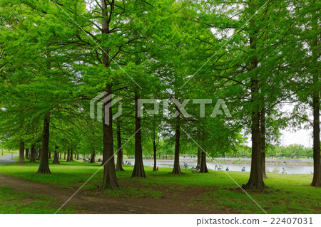Young leaves and fresh green of Lakushou at Sinsden Park Young leaves and fresh green of Lakushou at Sinsden Park 22407031