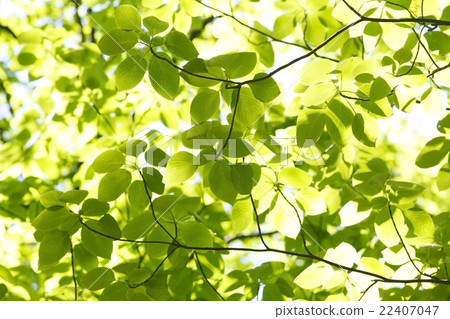 Fresh green Fresh green 22407047