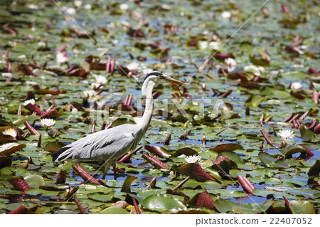 Heron Heron 22407052