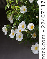 薔薇 22407117