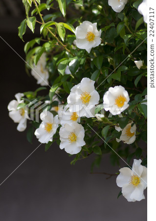 薔薇 薔薇 22407117