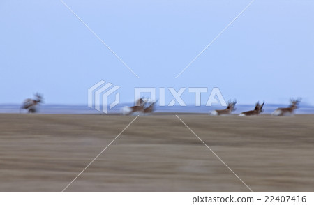 Pronghorn Antelope Saskatchewan Canada 22407416