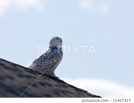 Snowy Owl Saskatchewan Canada 22407417