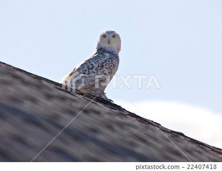 Snowy Owl Saskatchewan Canada 22407418