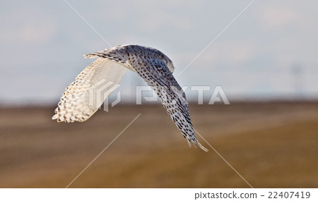 Snowy Owl Saskatchewan Canada in Flight 22407419