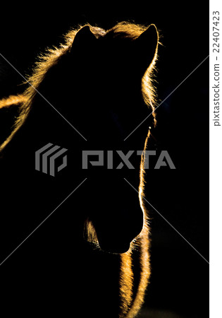 Sunset Horse Silhouette Canada 22407423