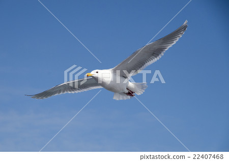 It is a seagull of the Sea of Okhotsk It is a seagull of the Sea of Okhotsk 22407468